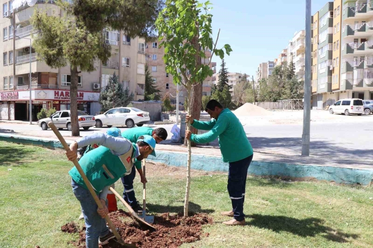 Haliliye’de Ağaçlandırma Seferberliği Devam Ediyor