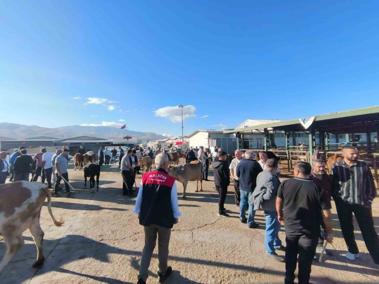 Malatya’da Kapalı Olan Hayvan Pazarı Yeniden Açıldı