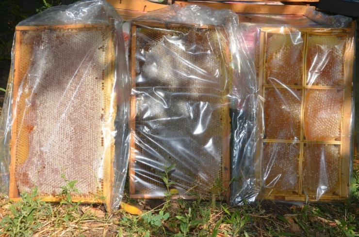 Malatya’da Bal Hasadı Başladı