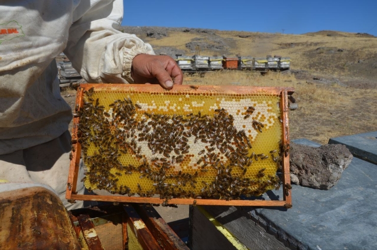 Malatya’da Bal Hasadı Başladı