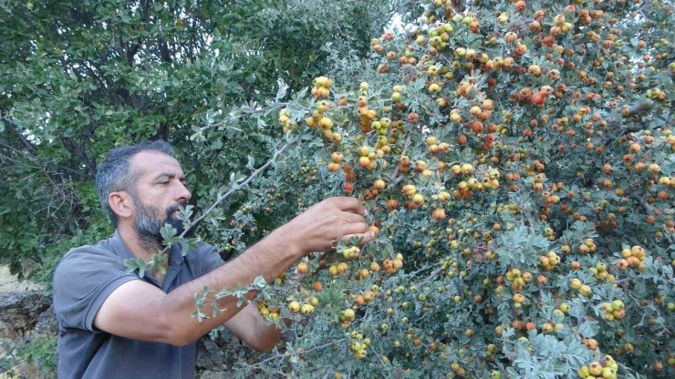 Malatya’da Şifa Deposu Alıçta Hasat Zamanı