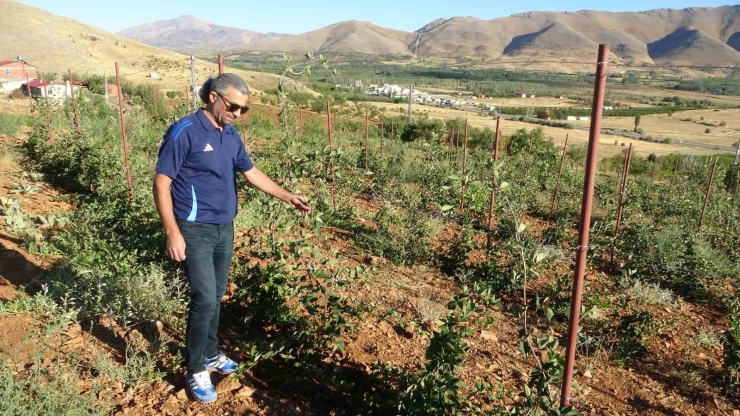 Malatya’da Bitkisel Üretim Çeşitliliğinde Üzümsü Meyvelerin Üretimi Yaygınlaşıyor