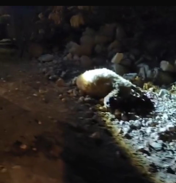 Tırın Çarptığı 13 Küçükbaş Hayvan Telef Oldu