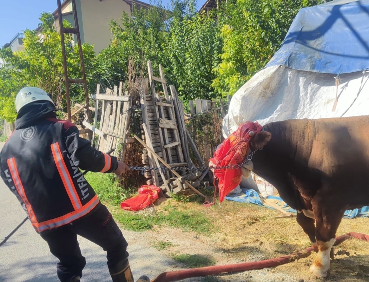 Malatya’da Korkutan Ahır Yangını