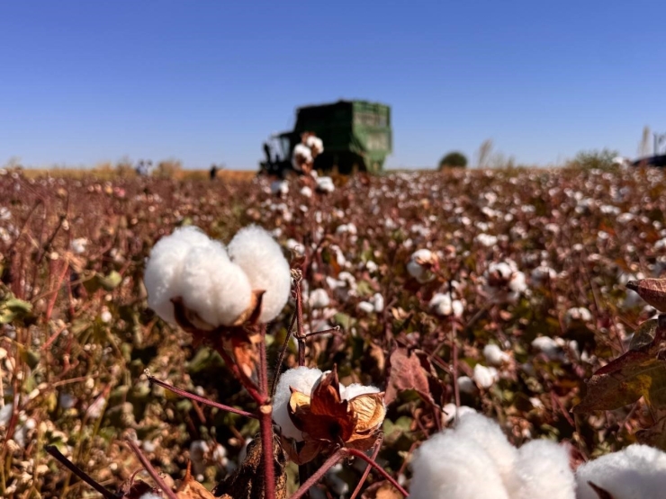 Şanlıurfa’da Beyaz Altın Hasadı Başladı