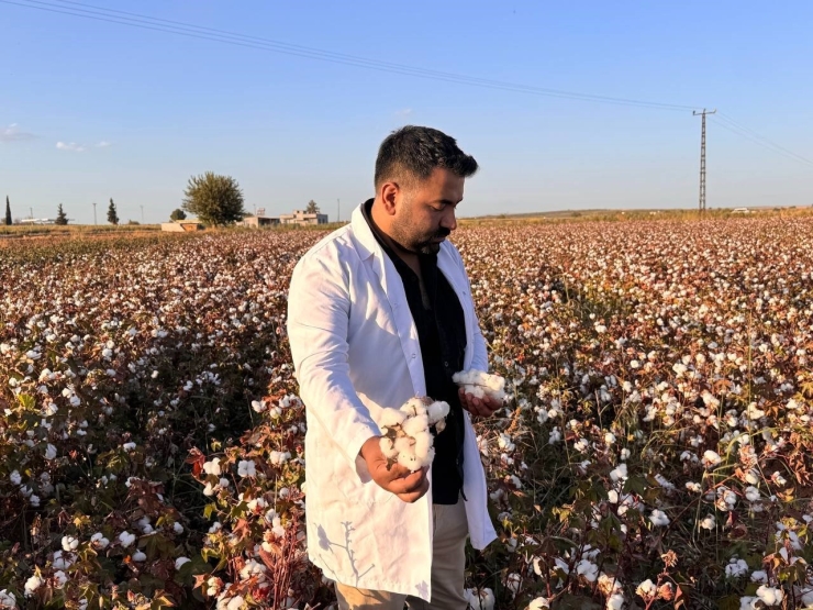 Şanlıurfa’da Beyaz Altın Hasadı Başladı