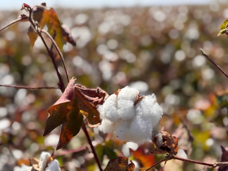 Şanlıurfa’da Beyaz Altın Hasadı Başladı