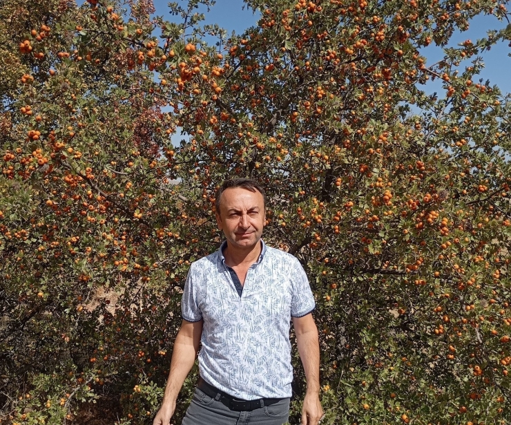 Malatya’da Şifa Deposu Alıçta Hasat Devam Ediyor