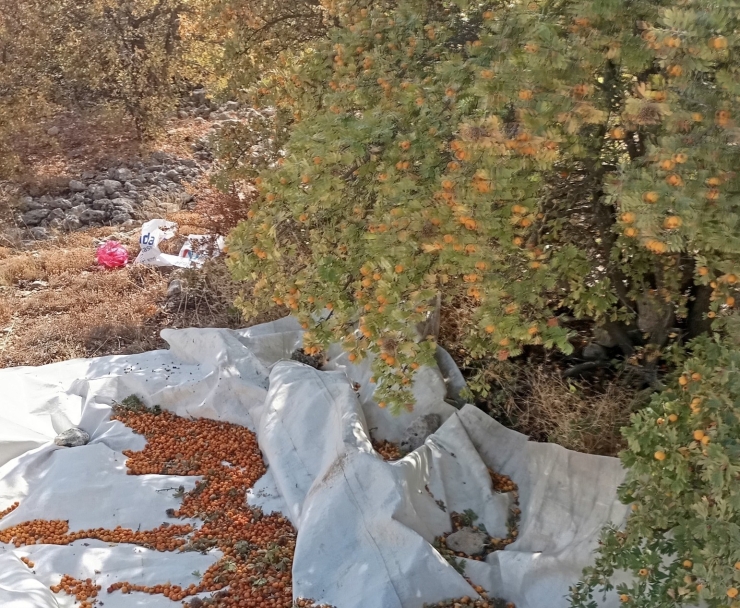 Malatya’da Şifa Deposu Alıçta Hasat Devam Ediyor