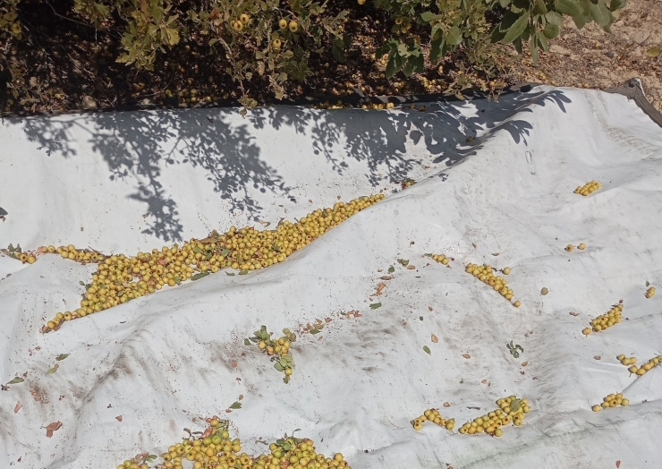 Malatya’da Şifa Deposu Alıçta Hasat Devam Ediyor
