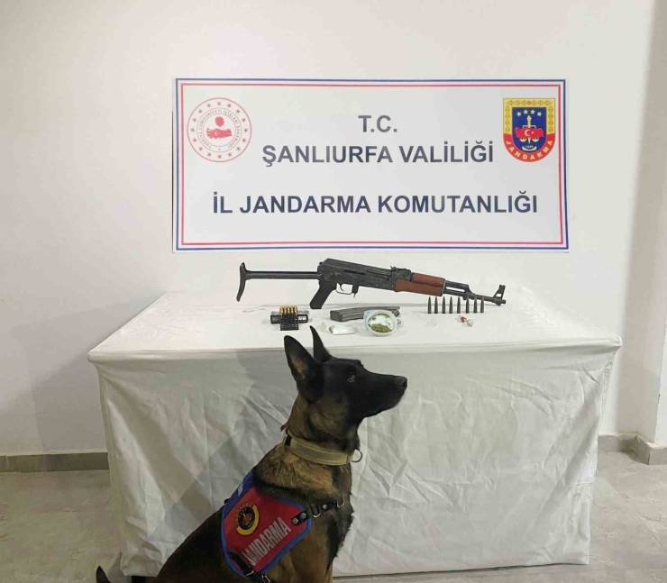 Şanlıurfa’da Silah, Uyuşturucu Ve 196 Kök Kenevir Bitkisi Ele Geçirildi