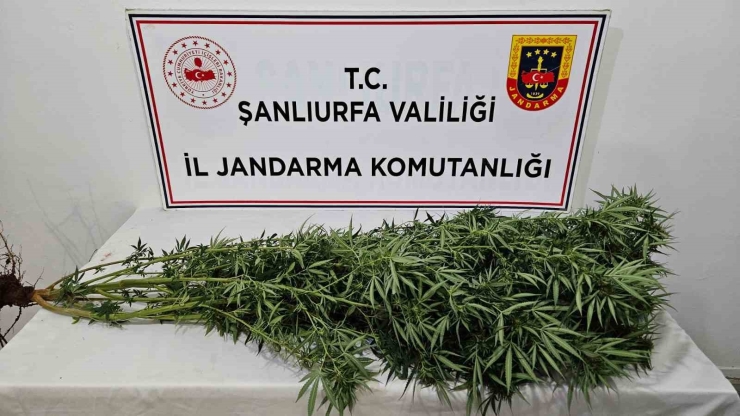 Şanlıurfa’da Silah, Uyuşturucu Ve 196 Kök Kenevir Bitkisi Ele Geçirildi