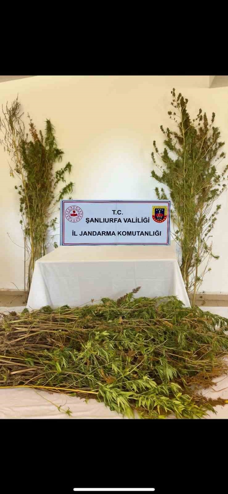 Şanlıurfa’da Silah, Uyuşturucu Ve 196 Kök Kenevir Bitkisi Ele Geçirildi