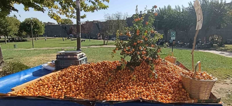 Faydaları Saymakla Bitmiyor: Alıç Meyvesi Tezgahlardaki Yerini Aldı