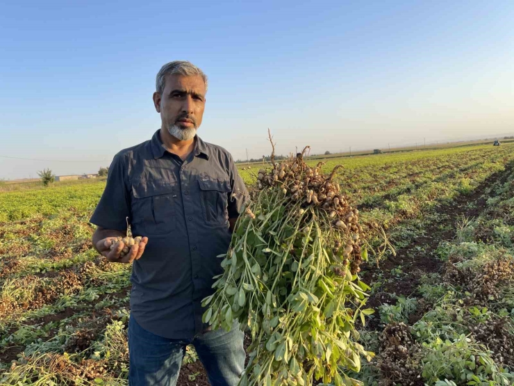 Şanlıurfa’da Pamuk Yerini Yer Fıstığına Bırakıyor