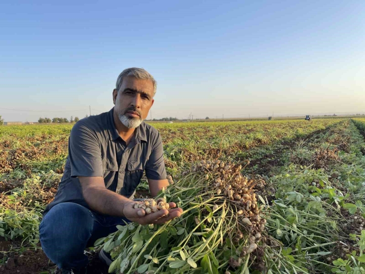 Şanlıurfa’da Pamuk Yerini Yer Fıstığına Bırakıyor