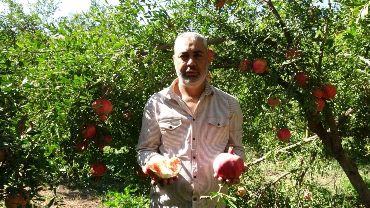 Gaziantep’te Nar Hasadı Başladı