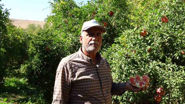 Gaziantep’te Nar Hasadı Başladı