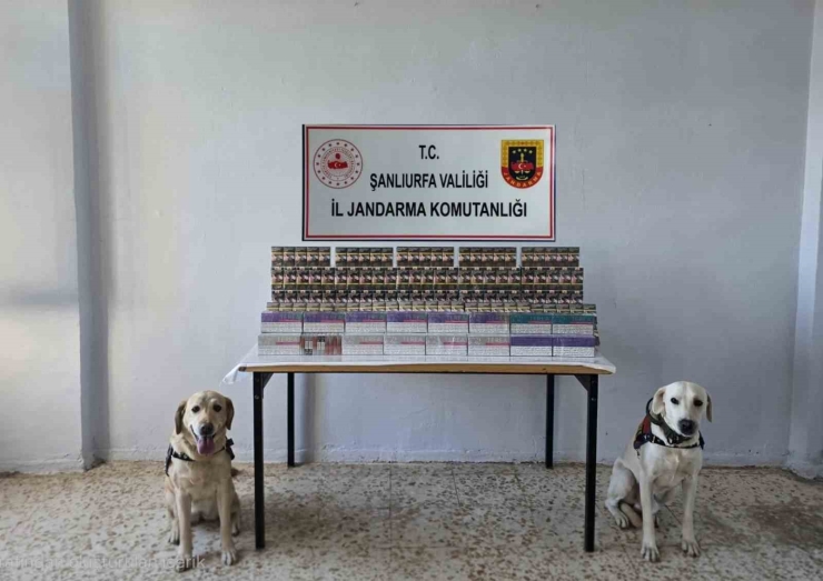Şanlıurfa’da 7 Bin 940 Paket Kaçak Sigara Ele Geçirildi