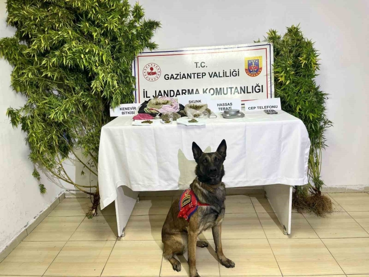 Gaziantep’te Uyuşturucu Operasyonu: 2 Şüpheli Tutuklandı
