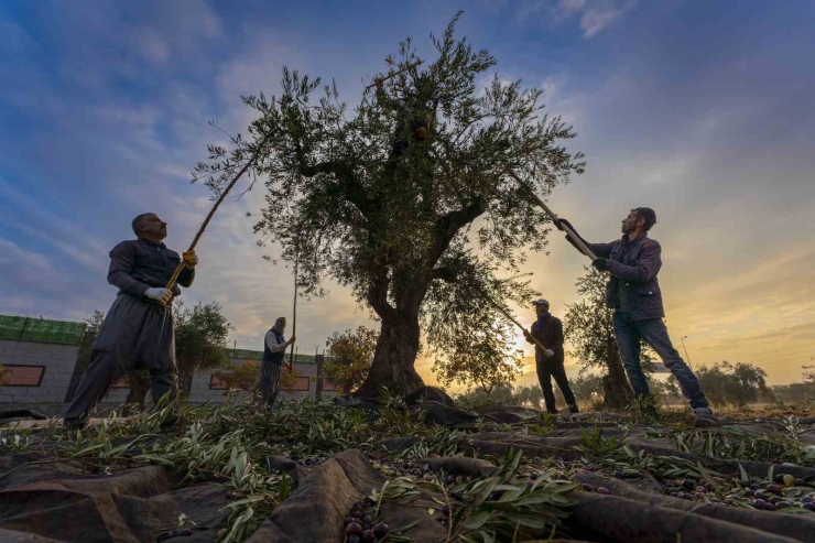 Gaziantep Ve Bölgede Zeytin Hasadı Başladı