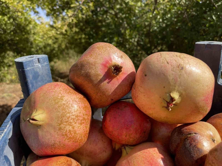 Ab Tescilli Suruç Narında Hasat Dönemi Başladı