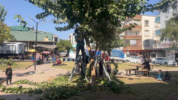 Eyyübiye’deki Parklarda Bakım Ve Yenileme Çalışması