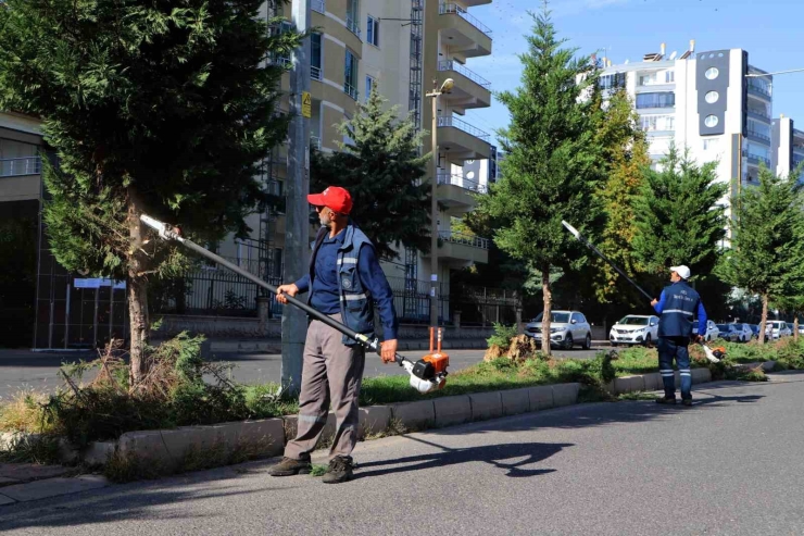 Kent Genelinde Ağaç Budama Çalışmaları Başladı