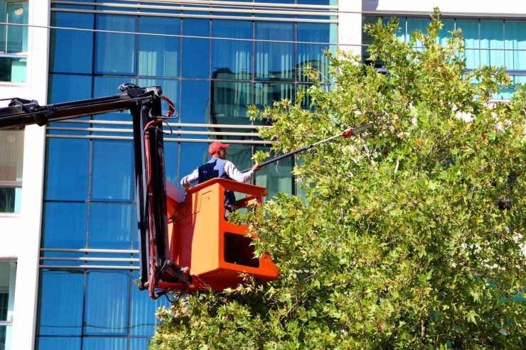 Kent Genelinde Ağaç Budama Çalışmaları Başladı