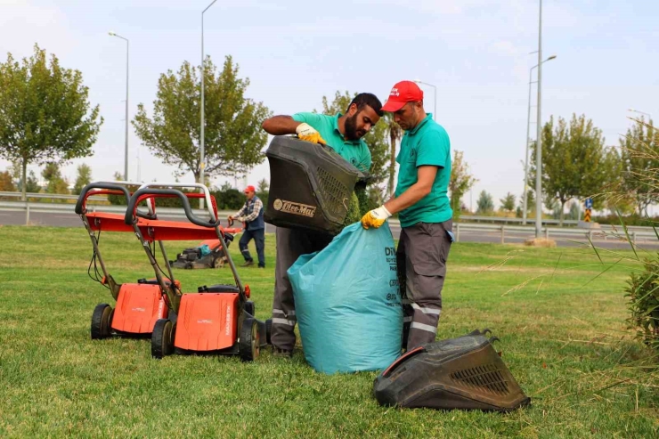 Kent Genelinde Ağaç Budama Çalışmaları Başladı