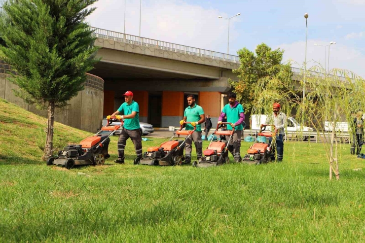 Kent Genelinde Ağaç Budama Çalışmaları Başladı