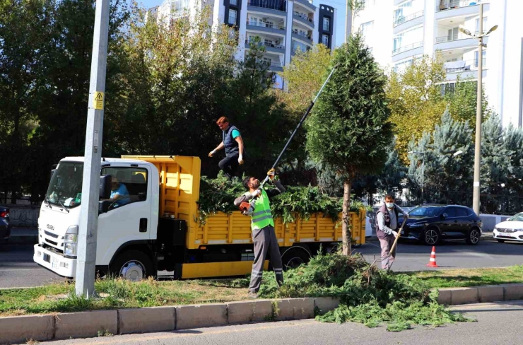 Kent Genelinde Ağaç Budama Çalışmaları Başladı