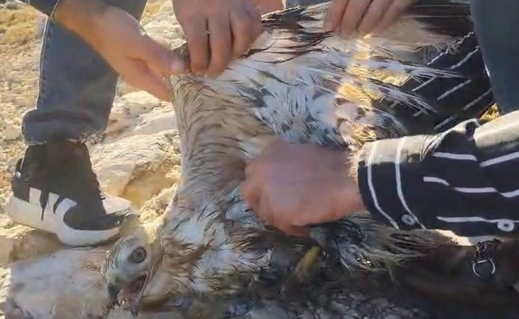 Şanlıurfa’da Yaralı Halde Bulunan Kızıl Şahin Jandarmaya Teslim Edildi