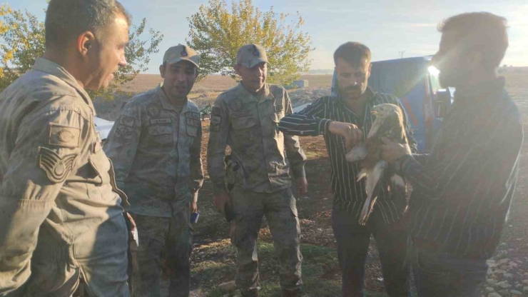 Şanlıurfa’da Yaralı Halde Bulunan Kızıl Şahin Jandarmaya Teslim Edildi