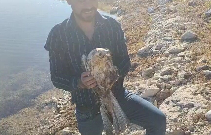 Şanlıurfa’da Yaralı Halde Bulunan Kızıl Şahin Jandarmaya Teslim Edildi