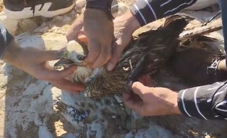 Şanlıurfa’da Yaralı Halde Bulunan Kızıl Şahin Jandarmaya Teslim Edildi