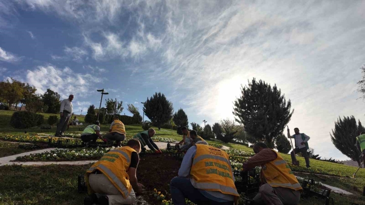 Şanlıurfa’da 400 Bin Çiçek Toprakla Buluşuyor
