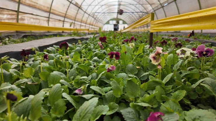 Şanlıurfa’da 400 Bin Çiçek Toprakla Buluşuyor