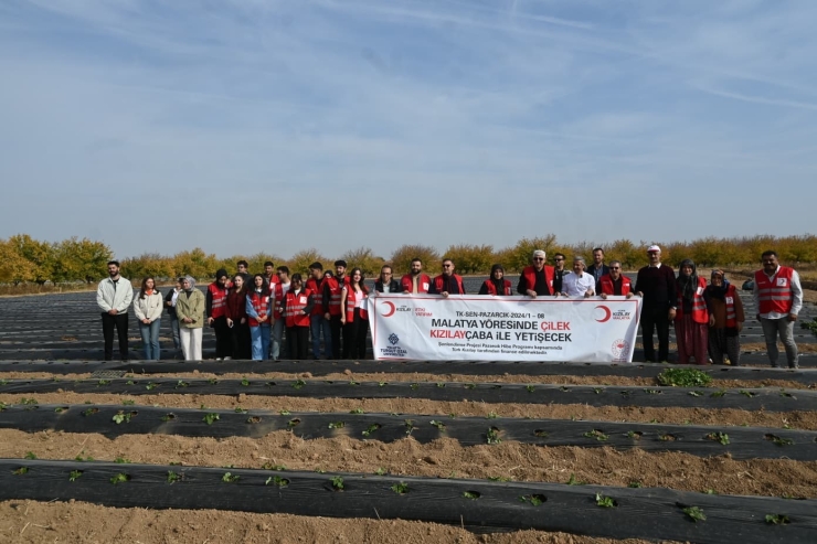 Malatya’da Çilek Yetiştiriciliğinde Hibe Destekli Proje Başladı
