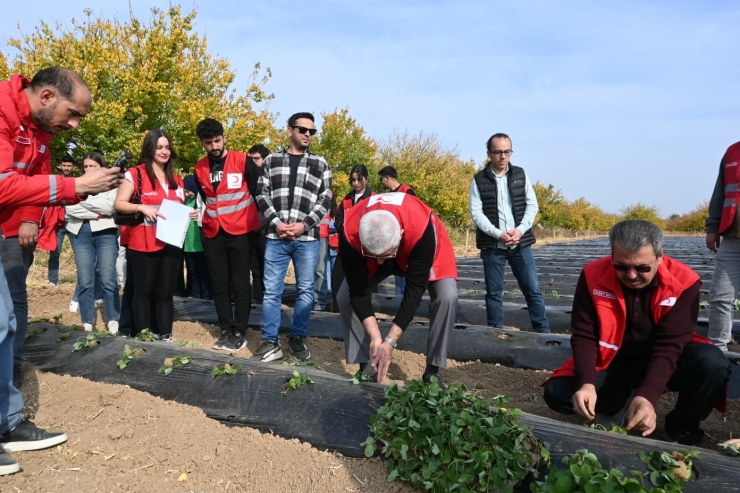 Malatya’da Çilek Yetiştiriciliğinde Hibe Destekli Proje Başladı