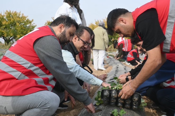 Malatya’da Çilek Yetiştiriciliğinde Hibe Destekli Proje Başladı