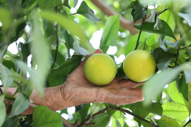 Diyarbakır’ın Bu Köyünde Ne Eksen Onu Biçiyorsun