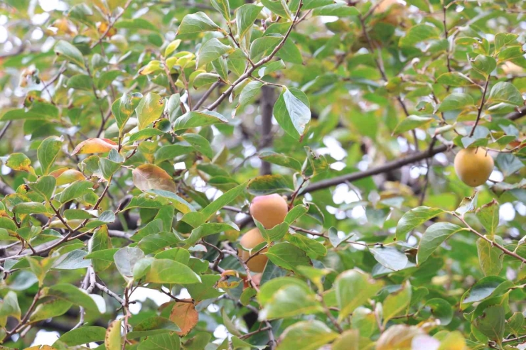 Diyarbakır’ın Bu Köyünde Ne Eksen Onu Biçiyorsun