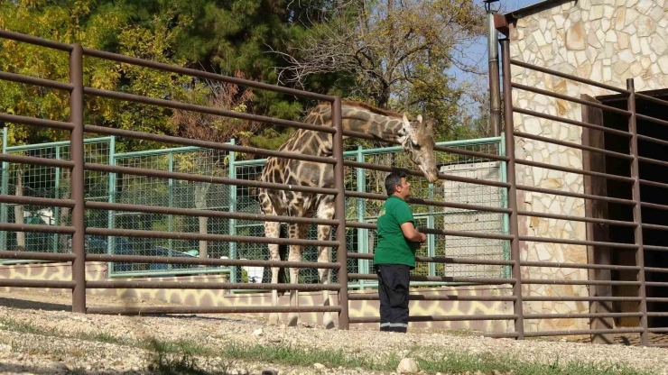 Zürafalar İle Bakıcılarının Dostluğu Şaşırtıyor