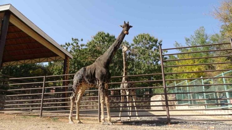 Zürafalar İle Bakıcılarının Dostluğu Şaşırtıyor