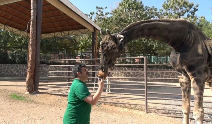 Zürafalar İle Bakıcılarının Dostluğu Şaşırtıyor