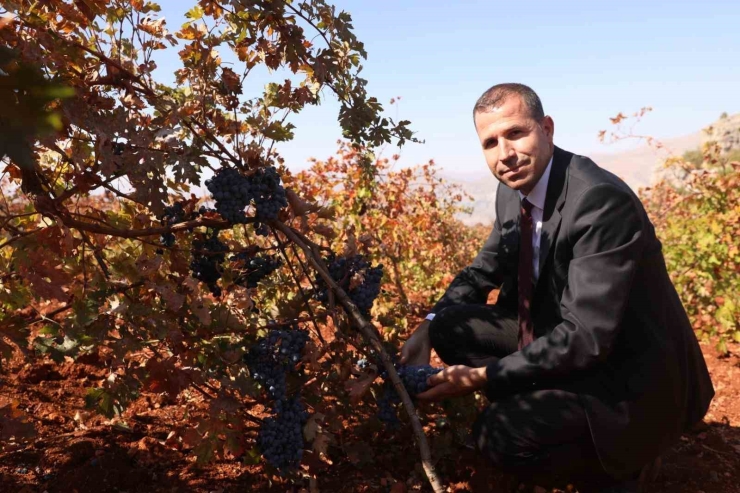 Dicle’de Modern Bağcılığa Yönelik Yüzde 50 Hibeli Tarım Aletleri Desteği Başvurusu Başladı