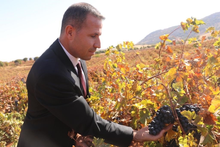 Dicle’de Modern Bağcılığa Yönelik Yüzde 50 Hibeli Tarım Aletleri Desteği Başvurusu Başladı