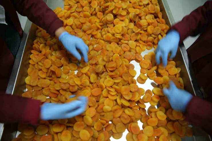 Zirai Donun Vurduğu Coğrafi İşaretli Malatya Kayısısında Hedef 300 Milyon Dolar Gelir