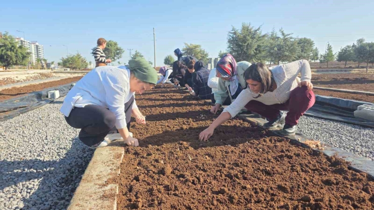Tıbbi Ve Aromatik Bitkiler Atölyesinde Safran Ekimi